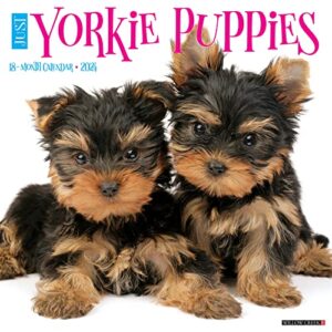 willow creek press yorkie puppies monthly 2024 wall calendar (12" x 12")