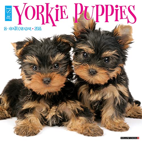 Willow Creek Press Yorkie Puppies Monthly 2024 Wall Calendar (12" x 12")