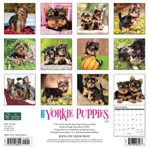 Willow Creek Press Yorkie Puppies Monthly 2024 Wall Calendar (12" x 12")