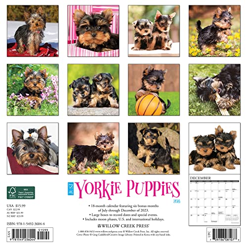 Willow Creek Press Yorkie Puppies Monthly 2024 Wall Calendar (12" x 12")