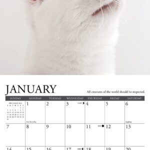 Willow Creek Press What Cats Teach Us Monthly Mini 2024 Wall Calendar (7" x 7")