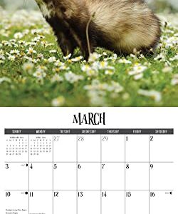 Willow Creek Press Ferrets Monthly 2024 Wall Calendar (12" x 12")