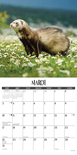 Willow Creek Press Ferrets Monthly 2024 Wall Calendar (12" x 12")