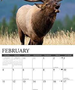 Willow Creek Press Bull Elk 2024 12" x 12" Wall Calendar