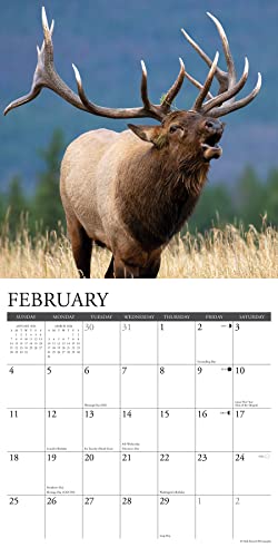 Willow Creek Press Bull Elk 2024 12" x 12" Wall Calendar