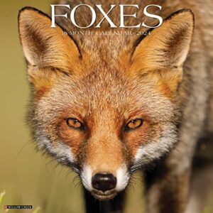 willow creek press foxes monthly 2024 wall calendar (12" x 12")