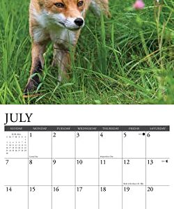 Willow Creek Press Foxes Monthly 2024 Wall Calendar (12" x 12")