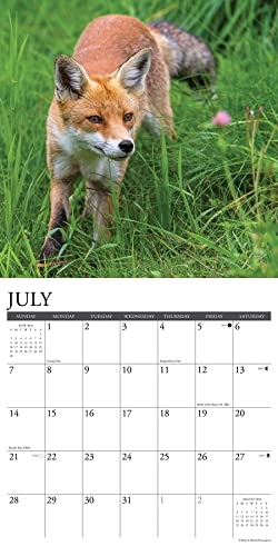 Willow Creek Press Foxes Monthly 2024 Wall Calendar (12" x 12")