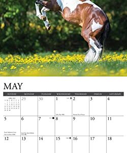 Willow Creek Press Paint Horses Monthly 2024 Wall Calendar (12" x 12")