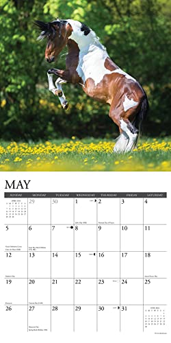 Willow Creek Press Paint Horses Monthly 2024 Wall Calendar (12" x 12")