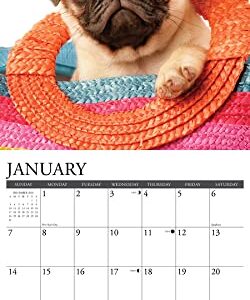 Willow Creek Press Pug Puppies Monthly 2024 Wall Calendar (12" x 12")