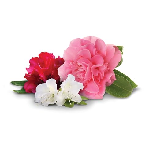 Jobe’s 04101 Fertilizer Spikes, Azalea, Camellia, and Rhododendron, Includes 10 Spikes, 16 ounces, Brown