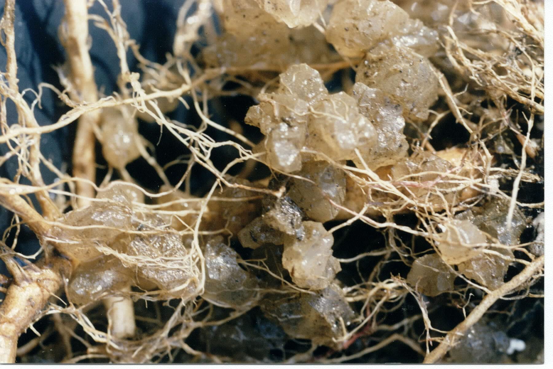 Soil Moist JCD-05SM 8 oz Hydrogel Granules