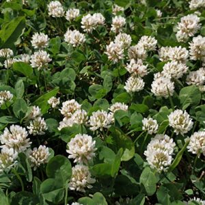 Outsidepride 10 lb. Perennial White Dutch Clover Seed for Erosion Control, Ground Cover, Lawn Alternative, Pasture, & Forage