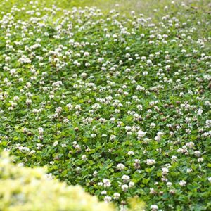 Outsidepride 10 lb. Perennial White Dutch Clover Seed for Erosion Control, Ground Cover, Lawn Alternative, Pasture, & Forage