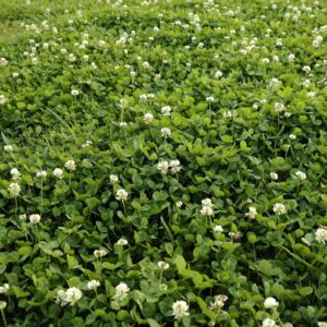 outsidepride 5 lb. perennial white dutch clover seed for erosion control, ground cover, lawn alternative, pasture, & forage