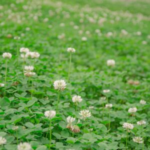 Outsidepride 5 lb. Perennial White Dutch Clover Seed for Erosion Control, Ground Cover, Lawn Alternative, Pasture, & Forage