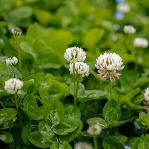 outsidepride 1 lb. perennial white dutch clover seed for erosion control, ground cover, lawn alternative, pasture, & forage