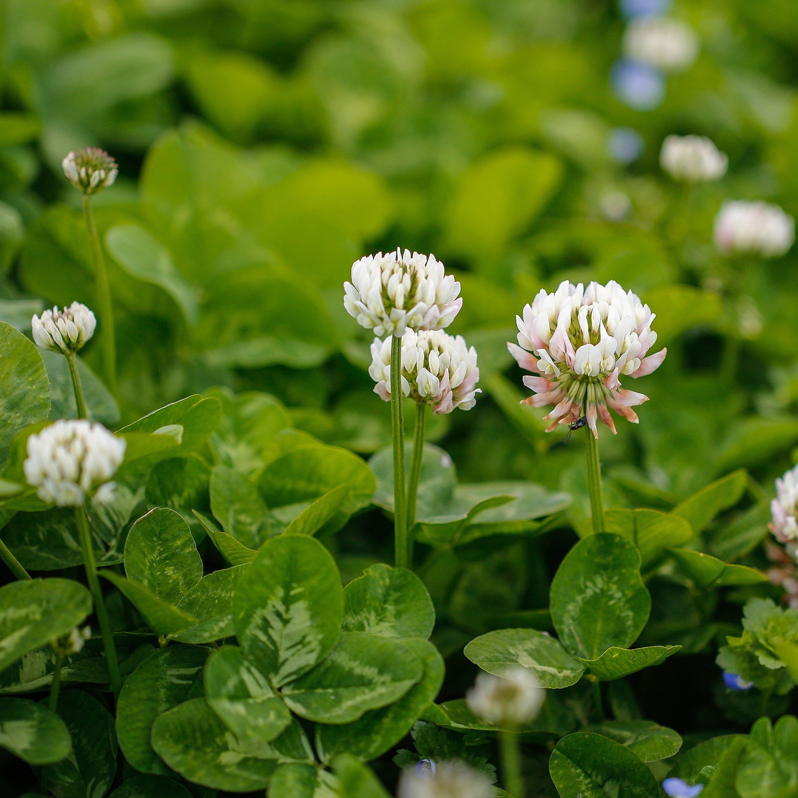 Outsidepride 1 lb. Perennial White Dutch Clover Seed for Erosion Control, Ground Cover, Lawn Alternative, Pasture, & Forage