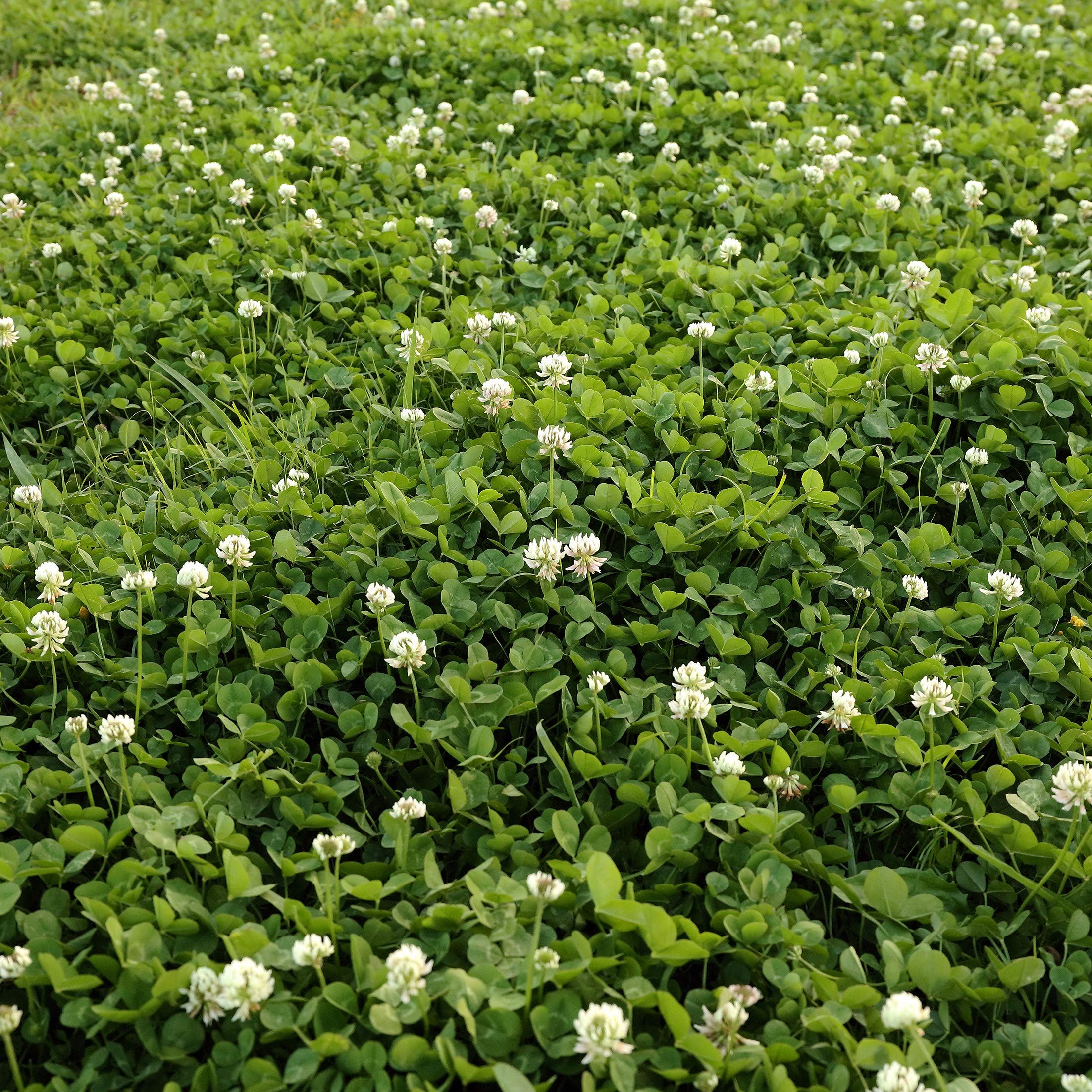 Outsidepride 1 lb. Perennial White Dutch Clover Seed for Erosion Control, Ground Cover, Lawn Alternative, Pasture, & Forage