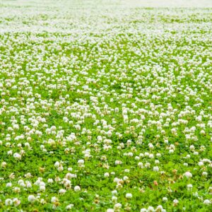 Outsidepride 1 lb. Perennial White Dutch Clover Seed for Erosion Control, Ground Cover, Lawn Alternative, Pasture, & Forage