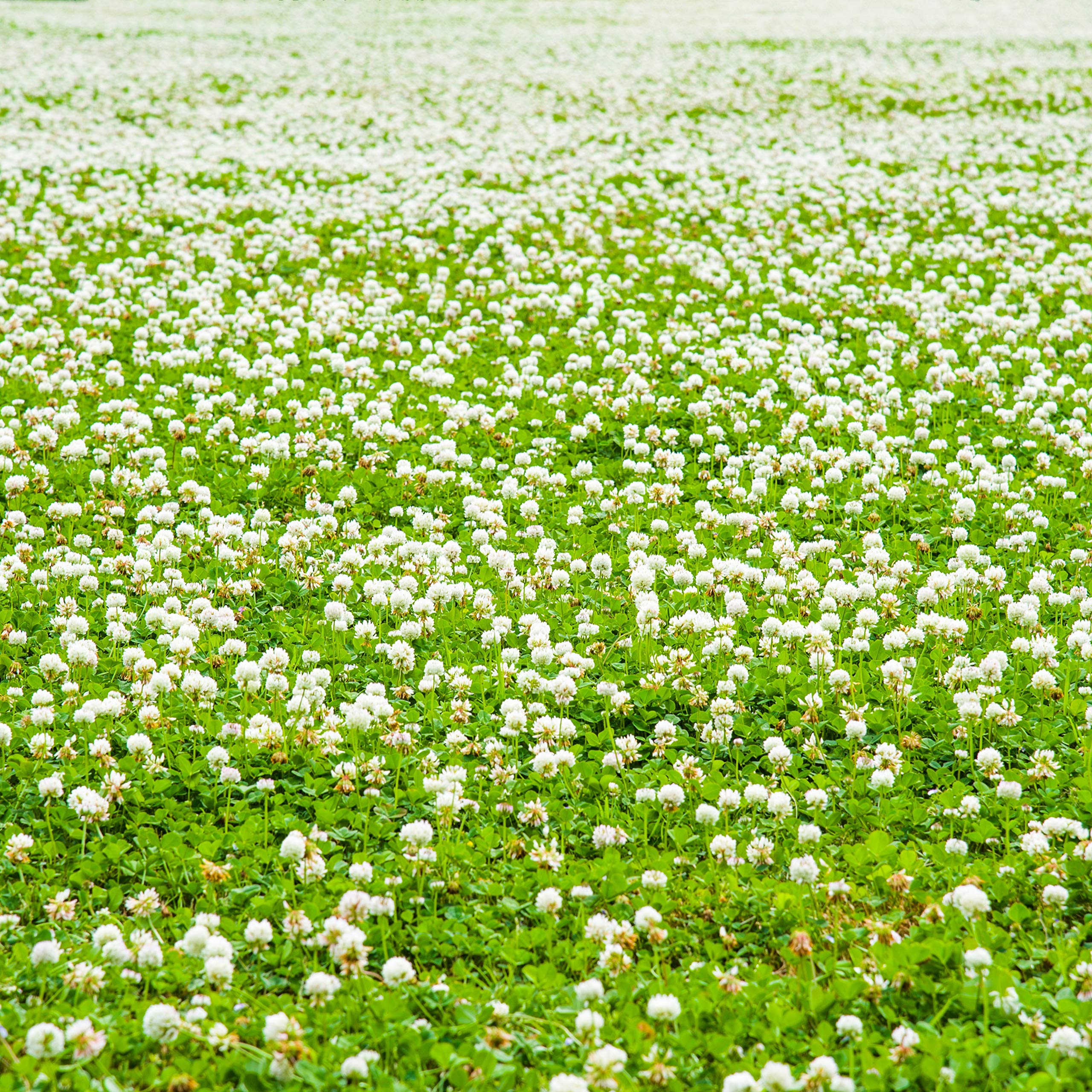 Outsidepride 1 lb. Perennial White Dutch Clover Seed for Erosion Control, Ground Cover, Lawn Alternative, Pasture, & Forage