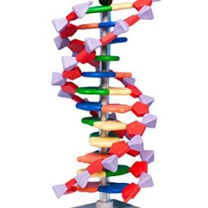 Molymod miniDNA (AMDNA06012) DNA Model 12 Base Pair Layer Kit