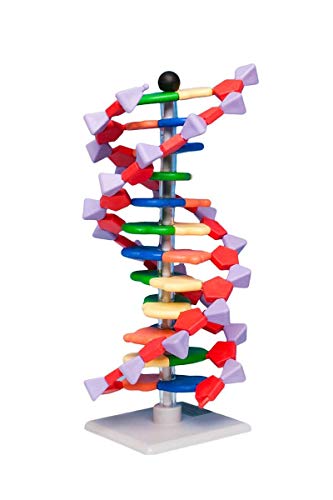 Molymod miniDNA (AMDNA06012) DNA Model 12 Base Pair Layer Kit