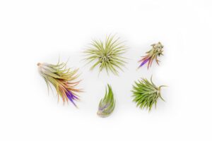 5 pack ionantha air plants live tillandsia succulent air plant - available in wholesale and bulk - home and garden decor - easy care indoor and outdoor plants holders