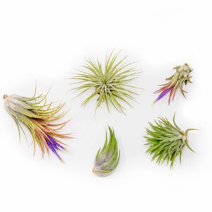 5 Pack Ionantha Air Plants Live Tillandsia Succulent Air Plant - Available in Wholesale and Bulk - Home and Garden Decor - Easy Care Indoor and Outdoor Plants Holders