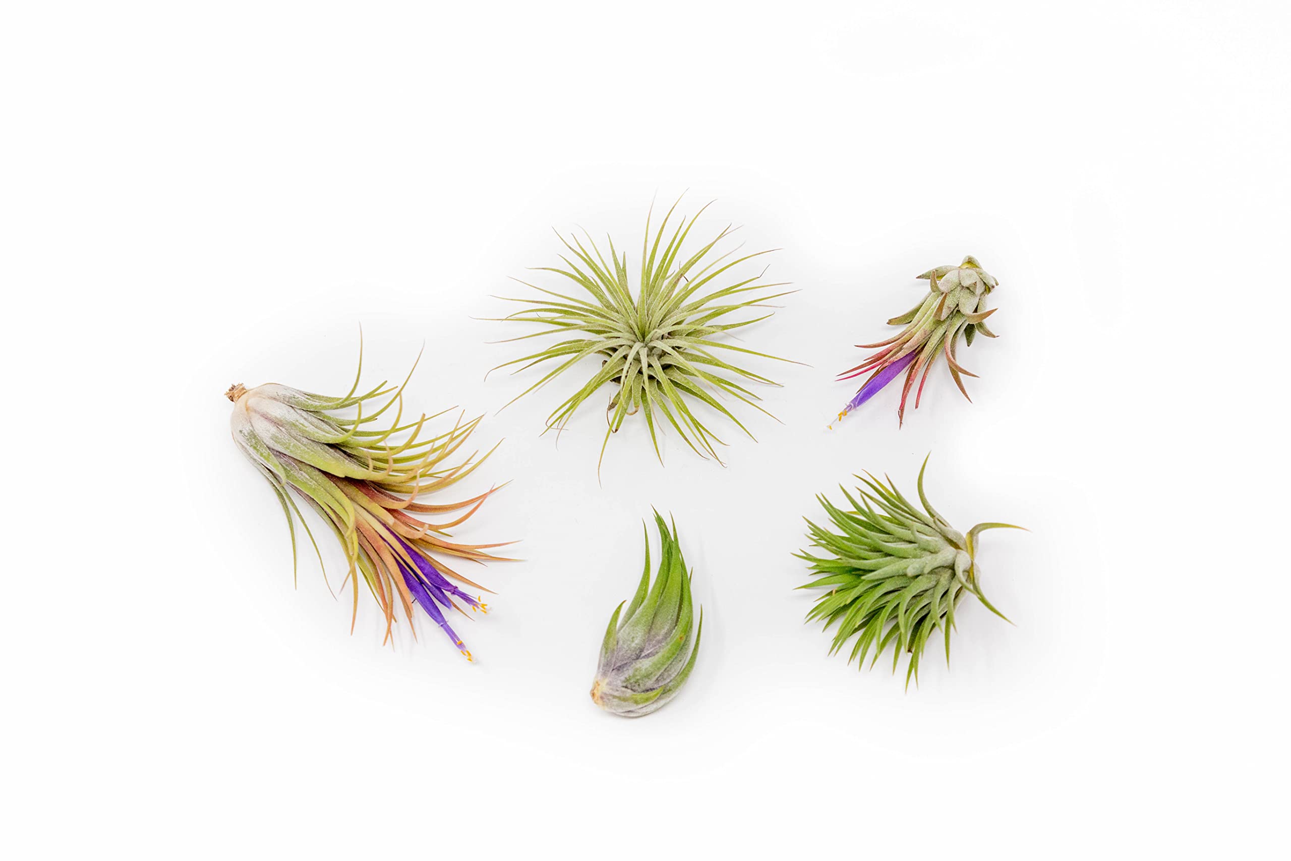 5 Pack Ionantha Air Plants Live Tillandsia Succulent Air Plant - Available in Wholesale and Bulk - Home and Garden Decor - Easy Care Indoor and Outdoor Plants Holders