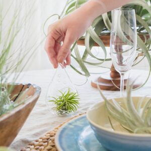 5 Pack Ionantha Air Plants Live Tillandsia Succulent Air Plant - Available in Wholesale and Bulk - Home and Garden Decor - Easy Care Indoor and Outdoor Plants Holders