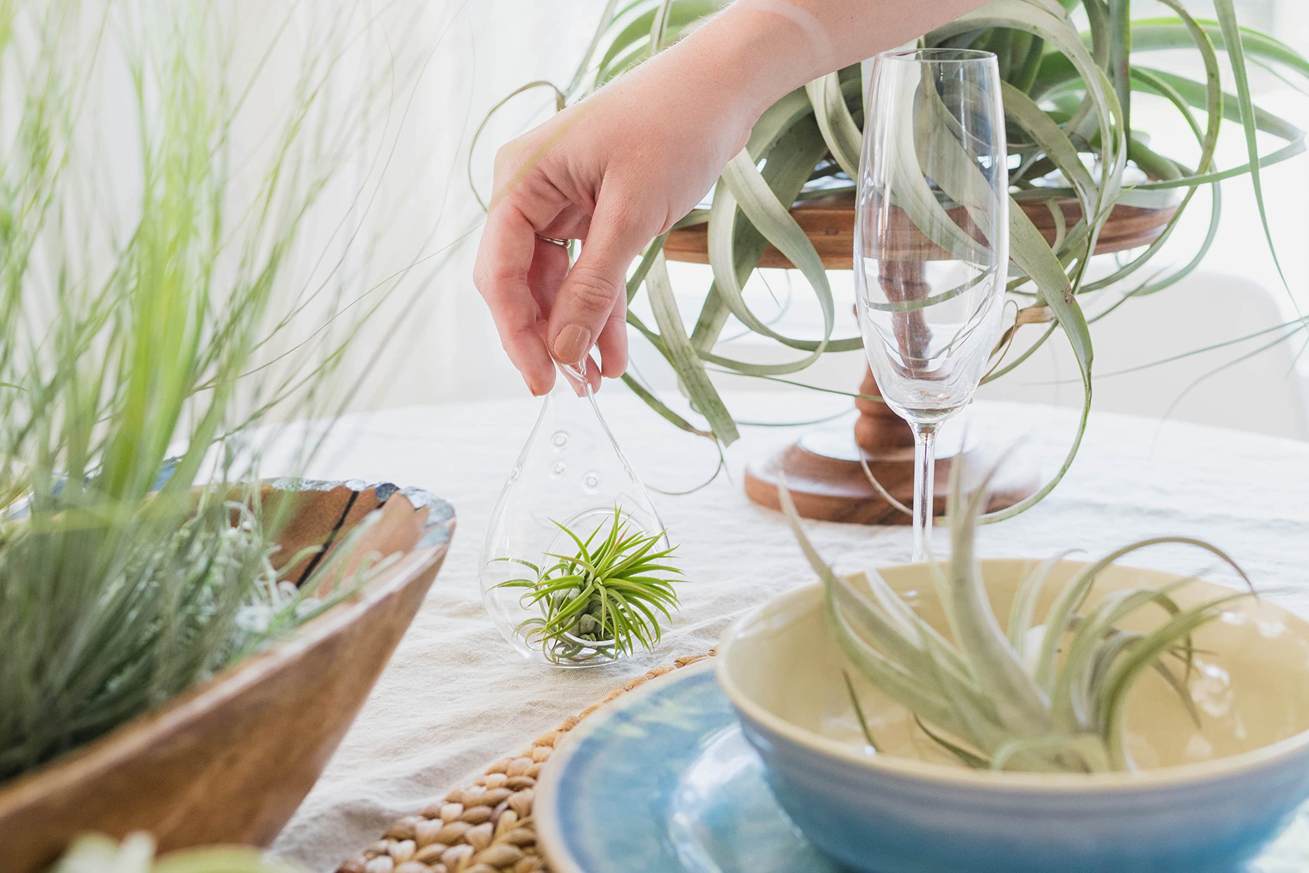 5 Pack Ionantha Air Plants Live Tillandsia Succulent Air Plant - Available in Wholesale and Bulk - Home and Garden Decor - Easy Care Indoor and Outdoor Plants Holders