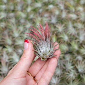 5 Pack Ionantha Air Plants Live Tillandsia Succulent Air Plant - Available in Wholesale and Bulk - Home and Garden Decor - Easy Care Indoor and Outdoor Plants Holders