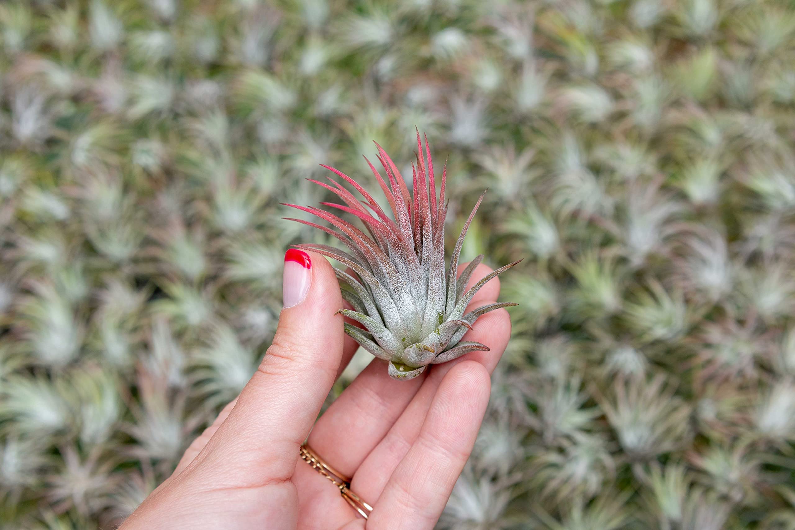 5 Pack Ionantha Air Plants Live Tillandsia Succulent Air Plant - Available in Wholesale and Bulk - Home and Garden Decor - Easy Care Indoor and Outdoor Plants Holders