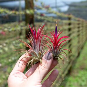 5 Pack Ionantha Air Plants Live Tillandsia Succulent Air Plant - Available in Wholesale and Bulk - Home and Garden Decor - Easy Care Indoor and Outdoor Plants Holders