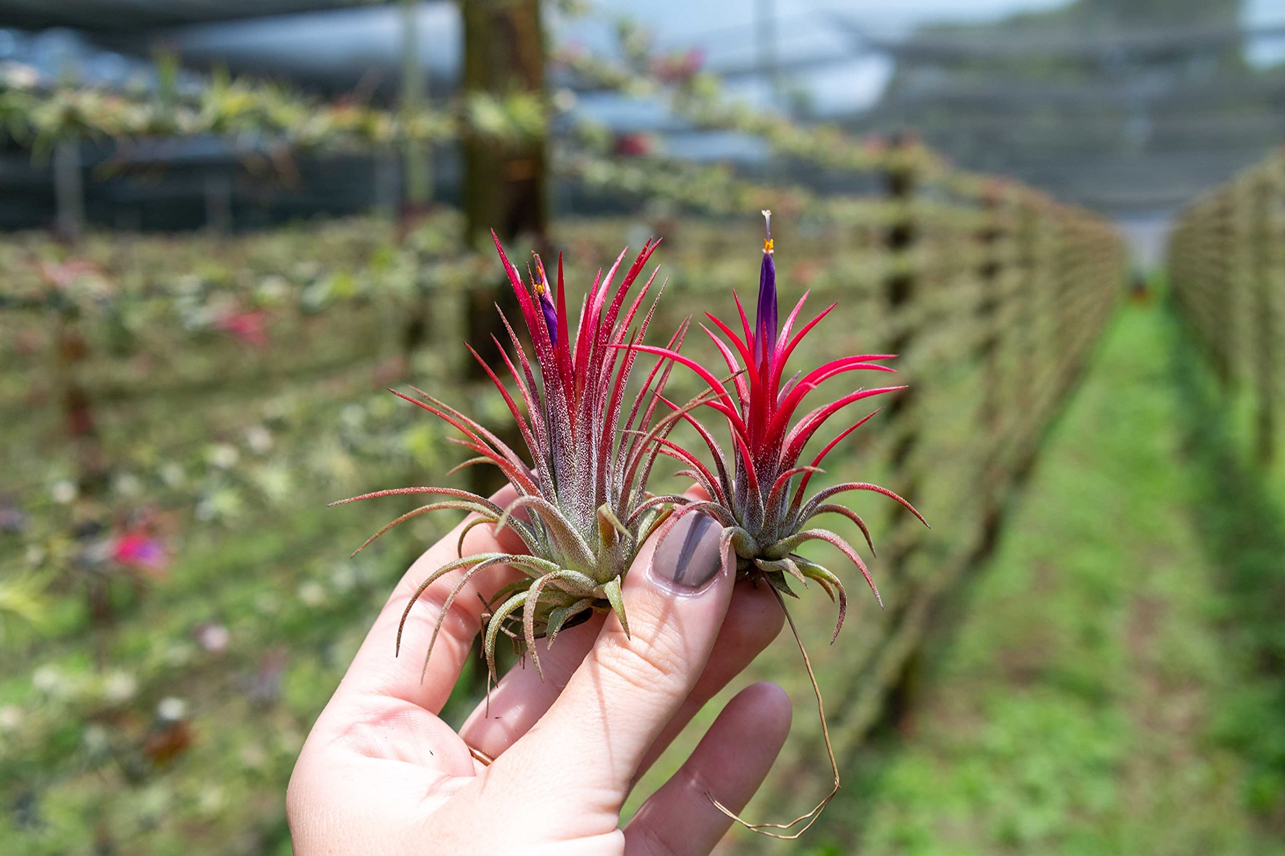 5 Pack Ionantha Air Plants Live Tillandsia Succulent Air Plant - Available in Wholesale and Bulk - Home and Garden Decor - Easy Care Indoor and Outdoor Plants Holders
