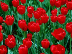 tulip bulb 20 pack, red impression, pure bright red perennial tulip bulbs, red flowers