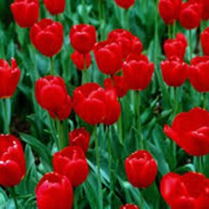 Tulip Bulb 20 Pack, RED Impression, Pure Bright RED Perennial Tulip Bulbs, RED Flowers