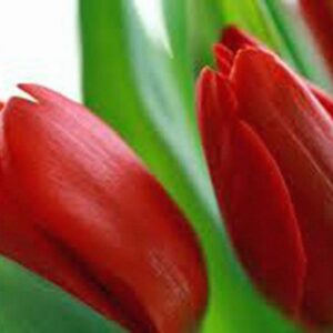 Tulip Bulb 20 Pack, RED Impression, Pure Bright RED Perennial Tulip Bulbs, RED Flowers