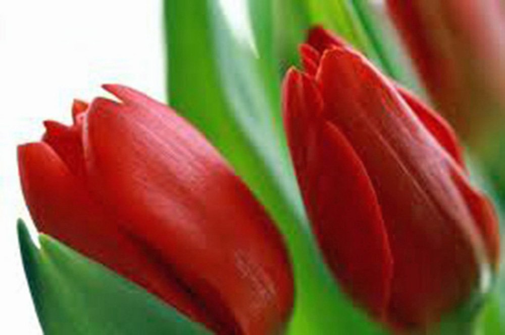 Tulip Bulb 20 Pack, RED Impression, Pure Bright RED Perennial Tulip Bulbs, RED Flowers