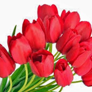 Tulip Bulb 20 Pack, RED Impression, Pure Bright RED Perennial Tulip Bulbs, RED Flowers