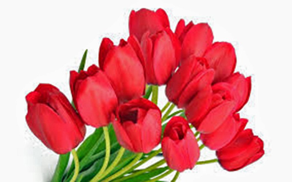 Tulip Bulb 20 Pack, RED Impression, Pure Bright RED Perennial Tulip Bulbs, RED Flowers