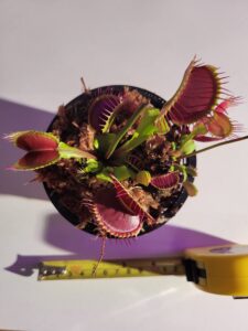 b52 giant venus flytrap - fly trap - (dionaea muscipula) carnivorous plant 3.75 inch pot