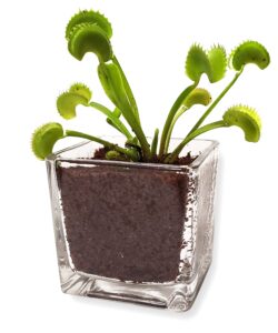 nature gift store live adult venus flytrap plant in cube vase: venus fly trap kit