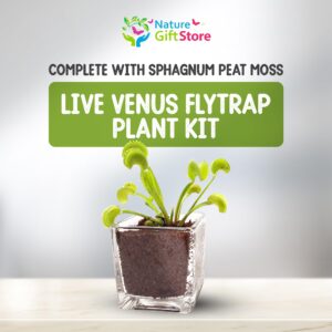 Nature Gift Store Live Adult Venus Flytrap Plant in Cube Vase: Venus Fly Trap Kit