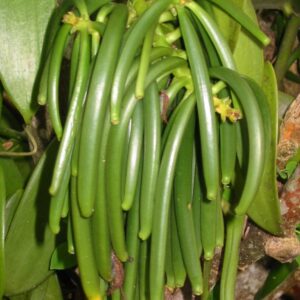 25 Tahitian Extract Grade B Vanilla Beans 4~6" by Vanilla Products USA