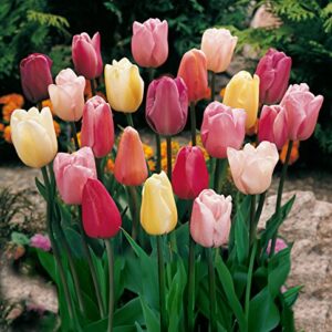 Mixed Triumph Tulips (25 Bulbs) - Assorted Colors of Tulip Bulbs by Willard & May