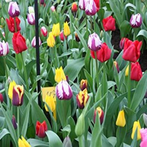 Mixed Triumph Tulips (25 Bulbs) - Assorted Colors of Tulip Bulbs by Willard & May