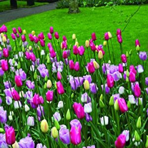 Mixed Triumph Tulips (25 Bulbs) - Assorted Colors of Tulip Bulbs by Willard & May